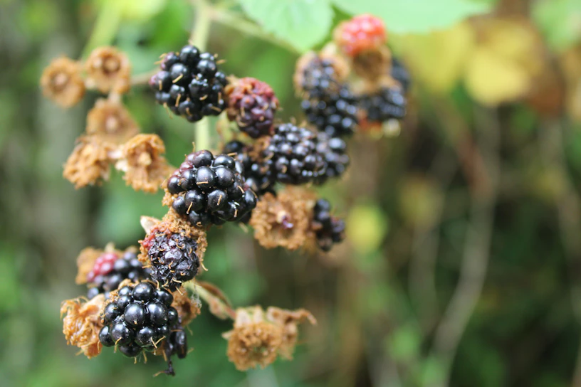 Close-up of ripe elderberries hanging from a lush green branch on the farm.