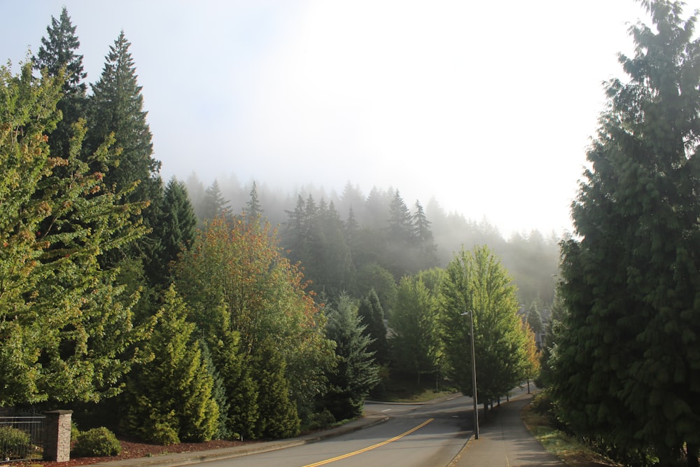 green trees beside gray asphalt road during daytime