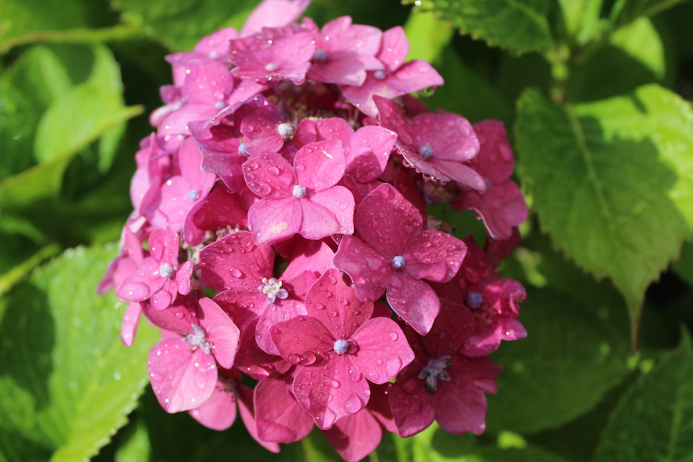 pink flowers with green leaves