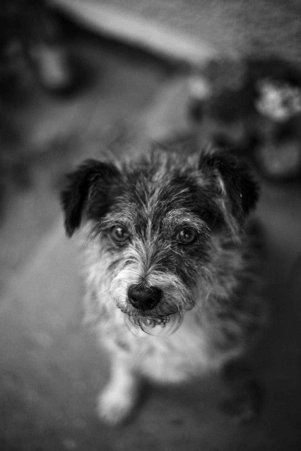 grayscale photo of long coated small dog
