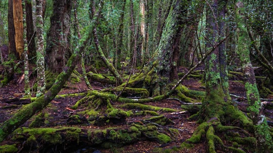 green trees near river during daytime in Tasmania Australia