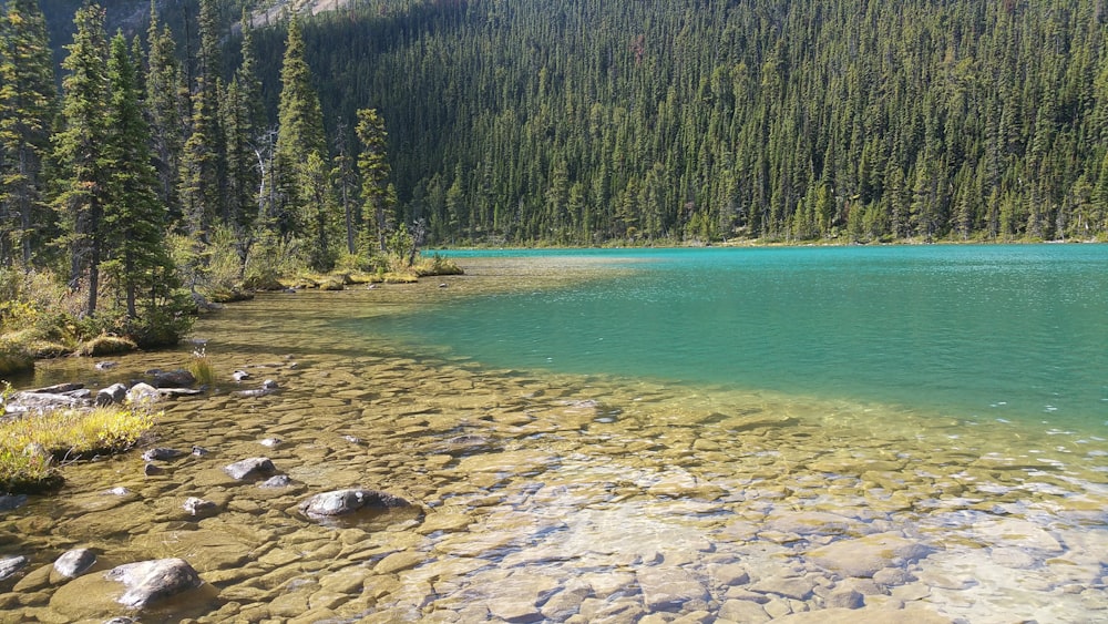 green trees beside blue sea during daytime