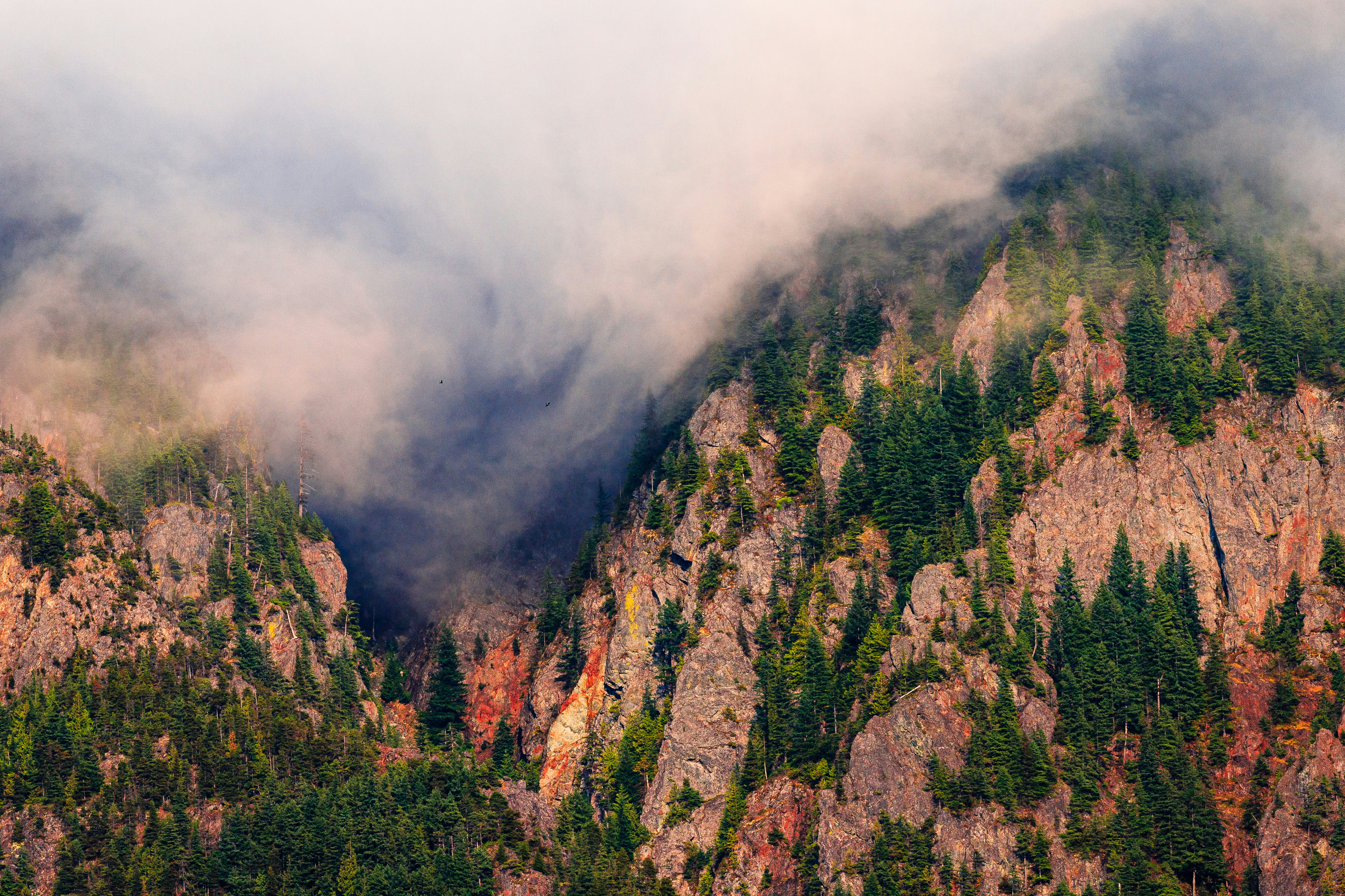 green trees on mountain during foggy day pacific northwest teams background