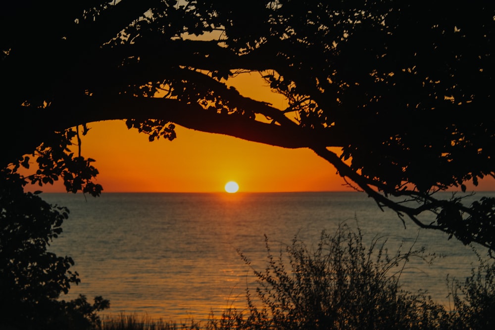 silhouette of tree near body of water during sunset