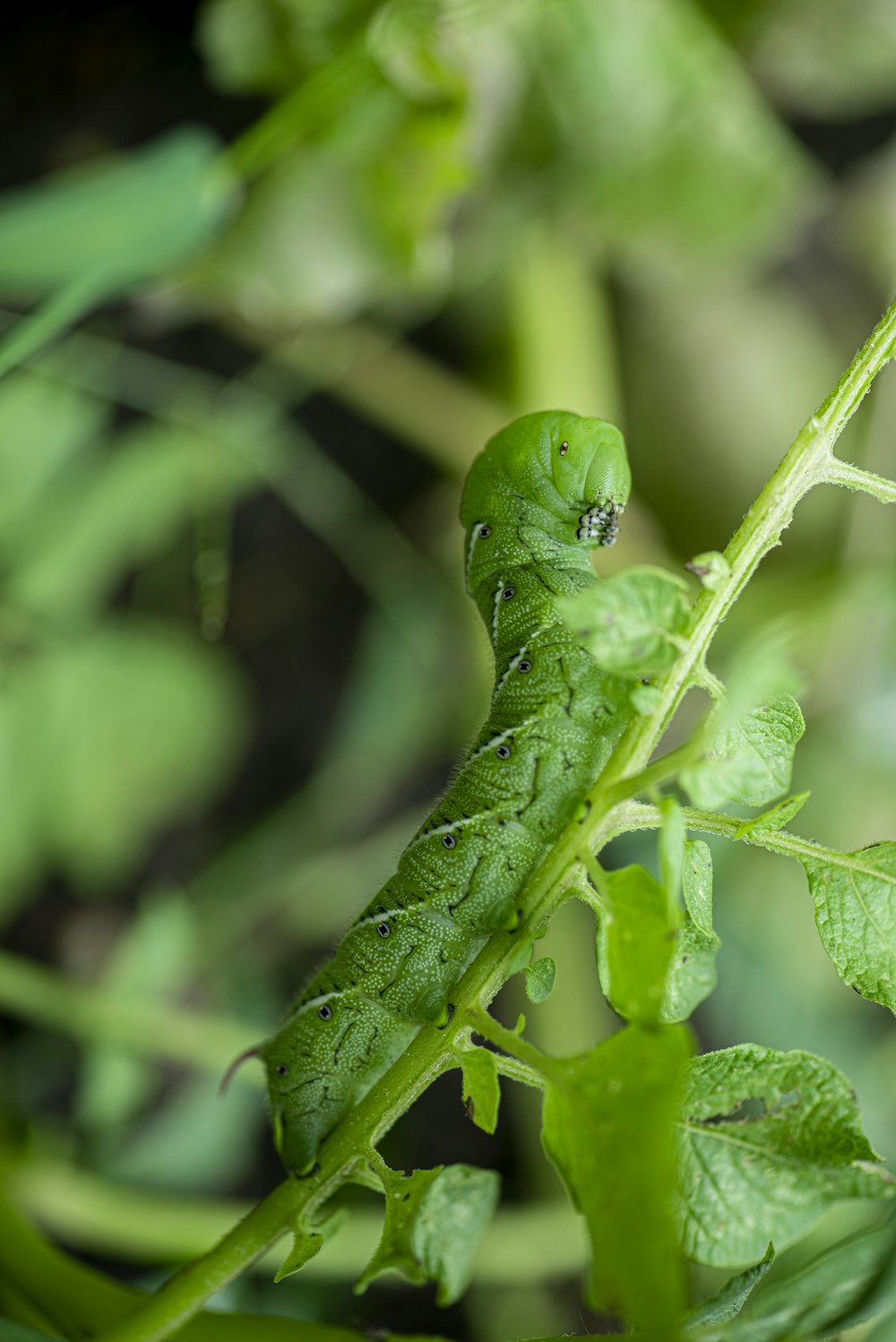 green caterpillar on green leaf