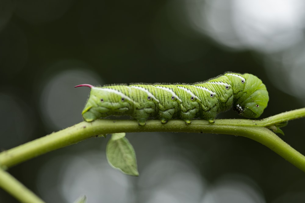 bruco verde su foglia verde nella fotografia ravvicinata durante il giorno