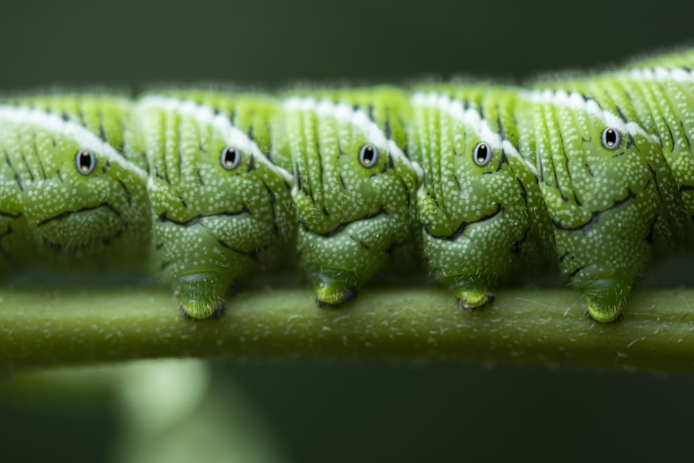 green crocodile plush toy on green leaf