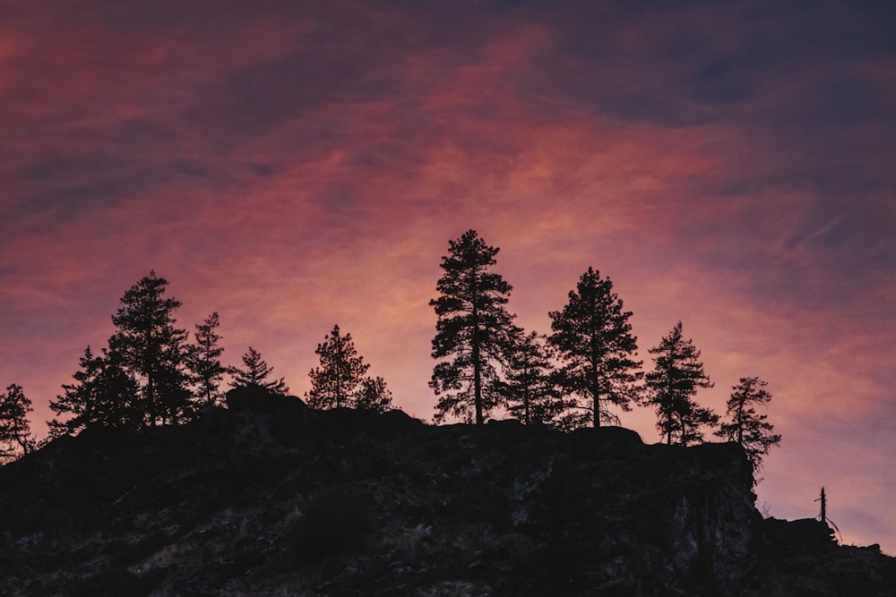 silhouette of trees on hill under orange and blue sky