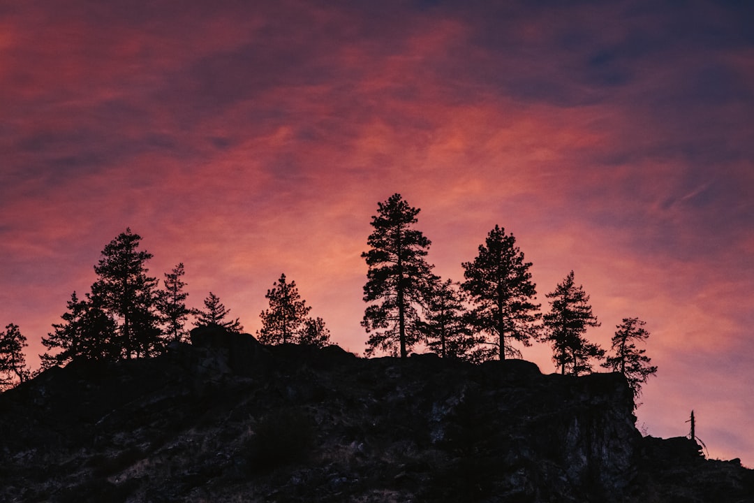 silhouette of trees on hill under orange and blue sky