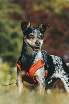 A small, mixed-breed dog standing outdoors wearing a bright orange harness. The dog has a mottled black, white, and tan coat, with its eyes closed and mouth open, appearing joyful. The background is blurred, featuring autumn-colored foliage.