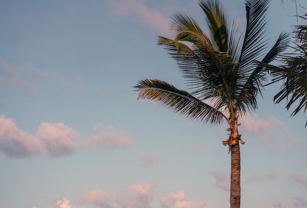 palm tree under blue sky during daytime