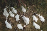 Close-up of goats resting under the shade of a tree on the farm.