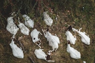 A group of goats resting calmly in a shaded area surrounded by greenery.