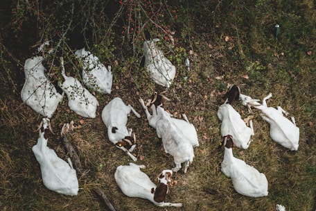 Close-up of healthy goats resting near the orchard trees on the farm.
