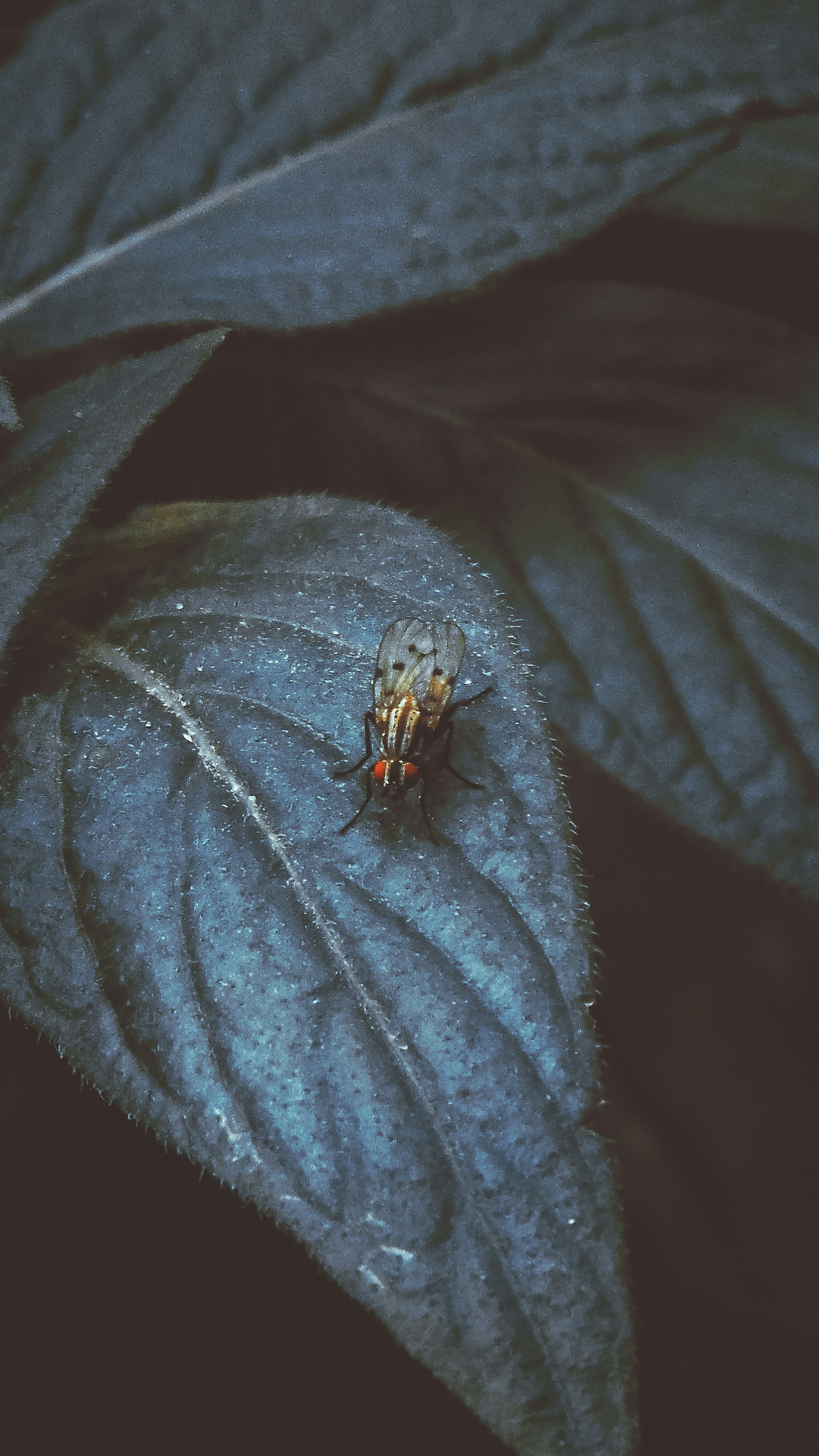 black and orange bug on green leaf