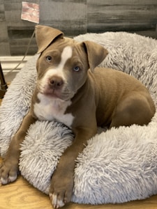 포근한 강아지 방석