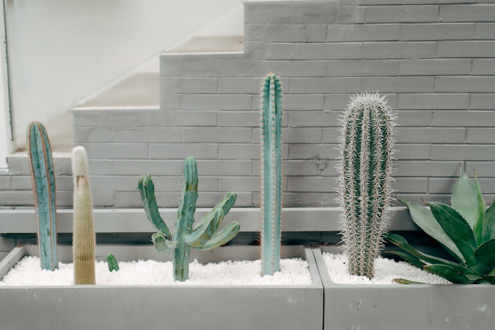 Grüne Kaktuspflanze auf weißem Keramiktopf