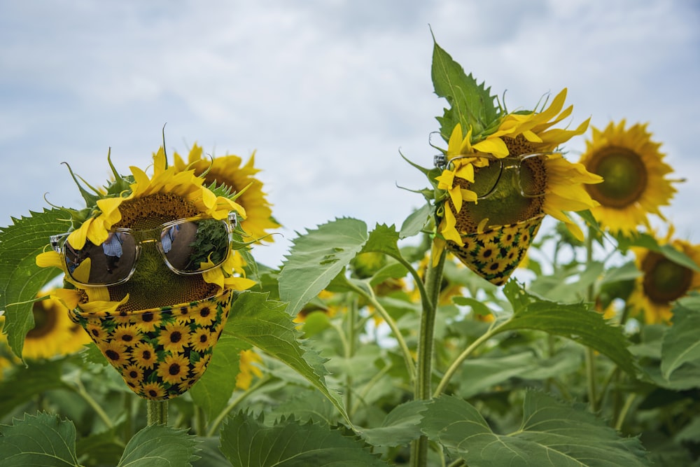 yellow and black butterfly on yellow sunflower