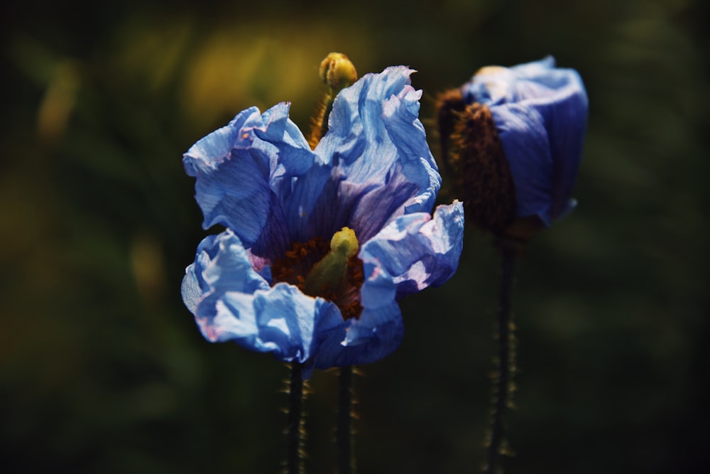 blue and white flower in close up photography