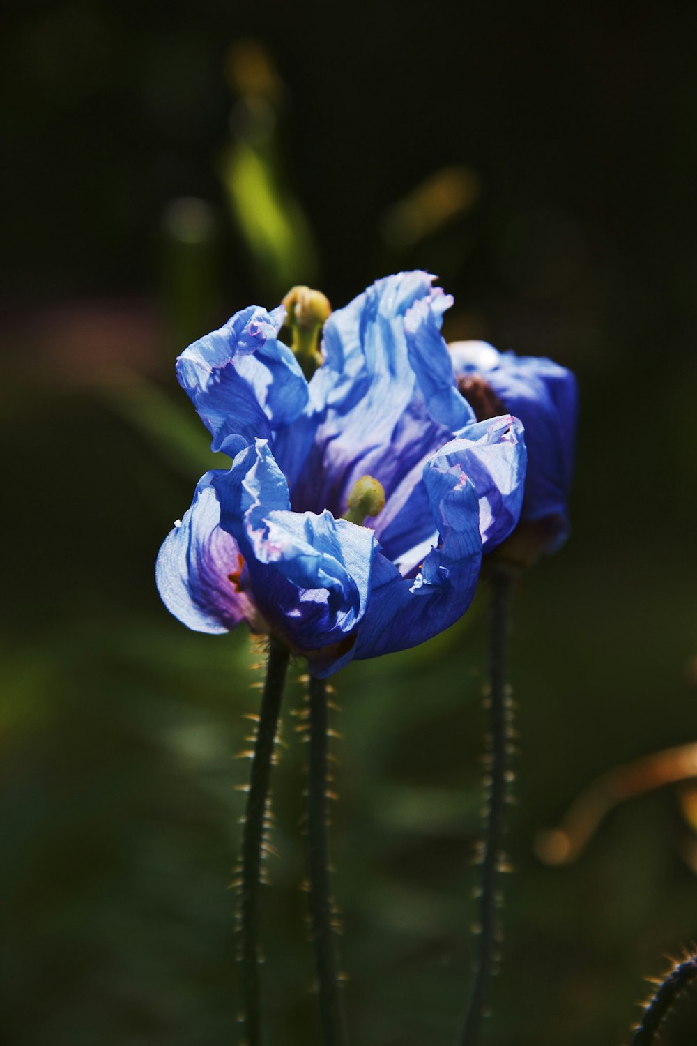 blue flower in tilt shift lens