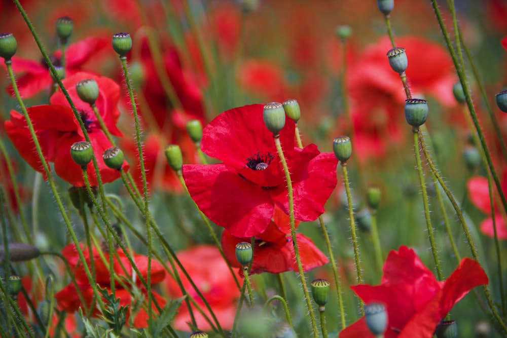 red flower in tilt shift lens