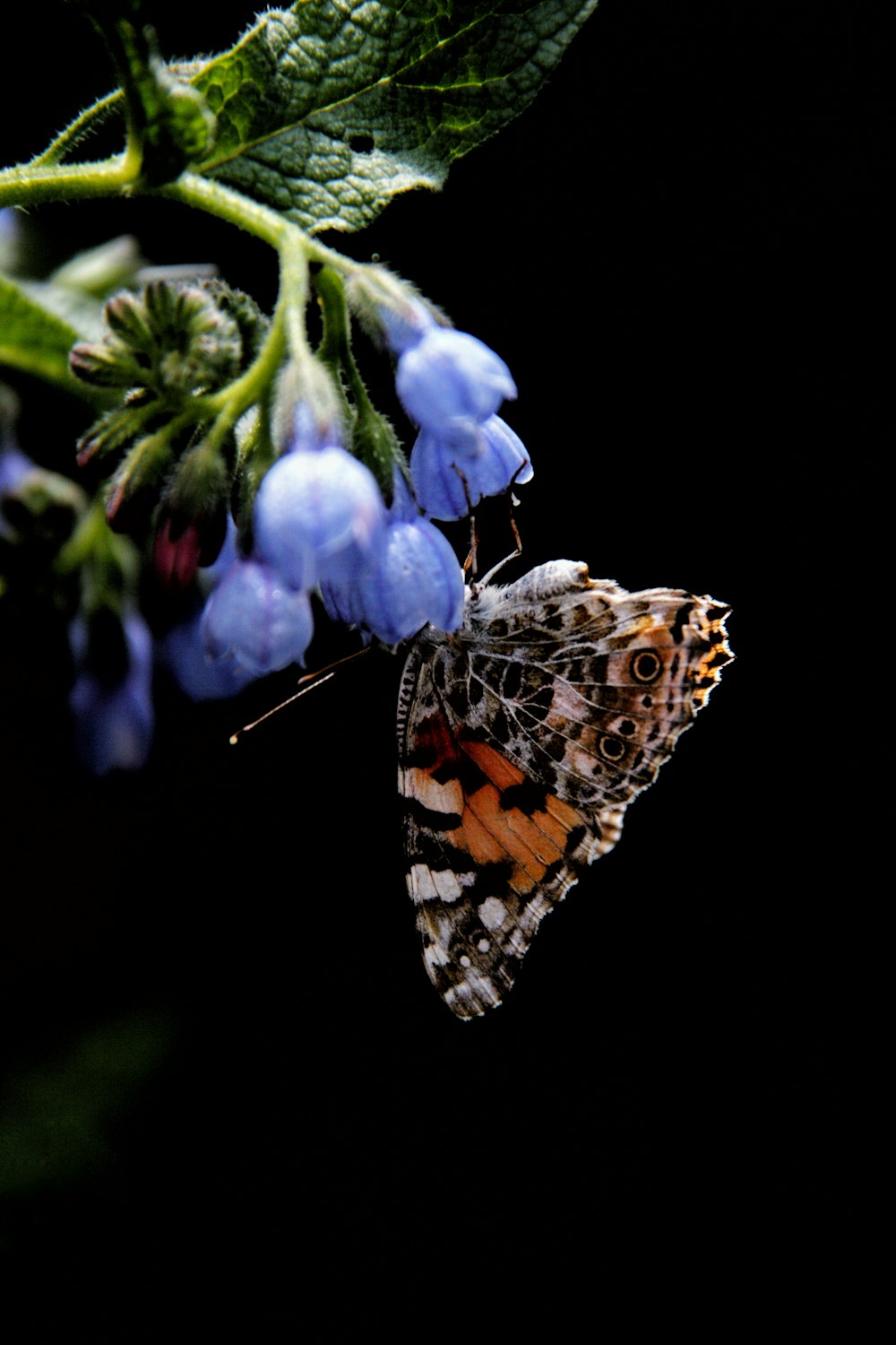 a butterfly sitting on top of a blue flower