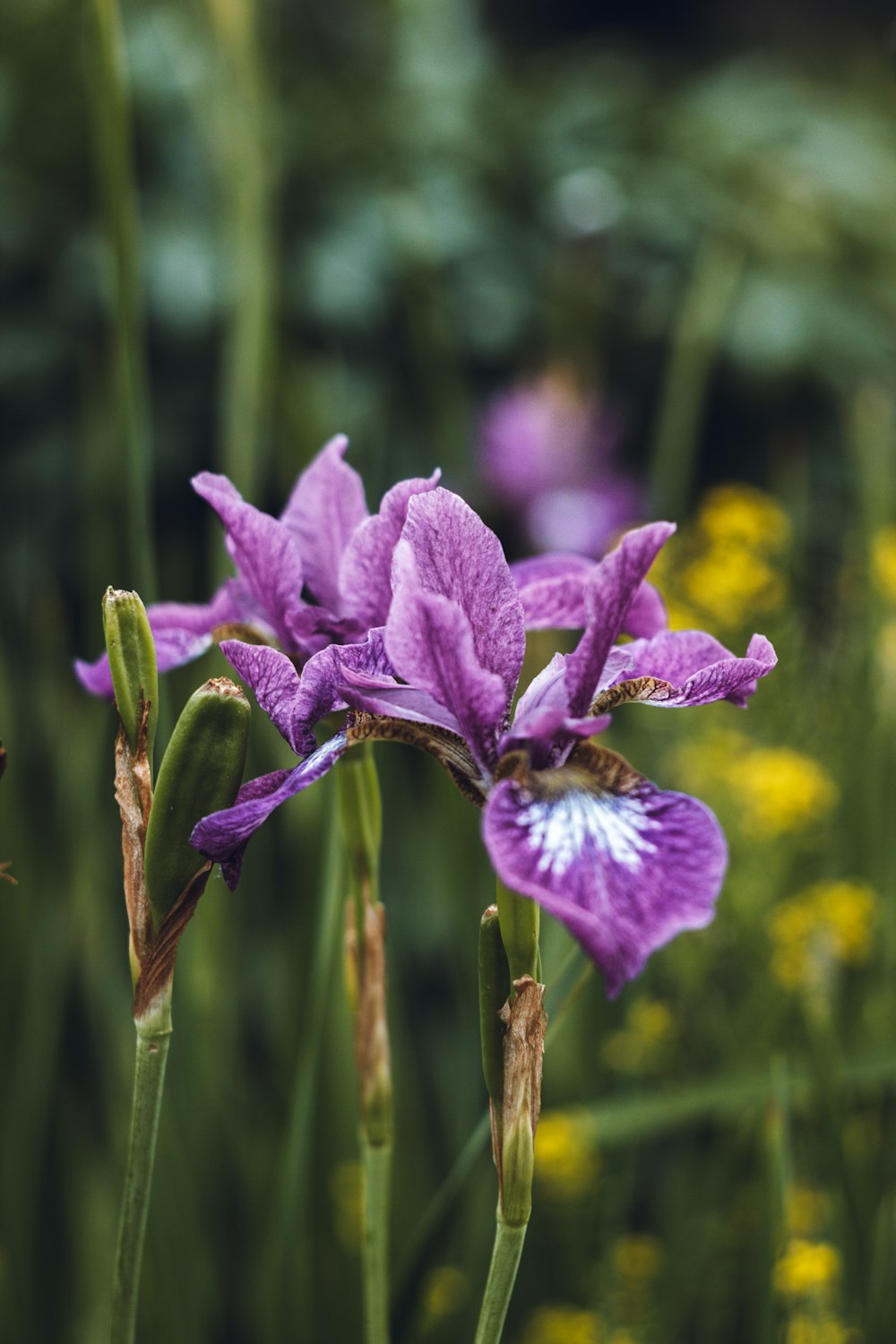 purple flower in tilt shift lens