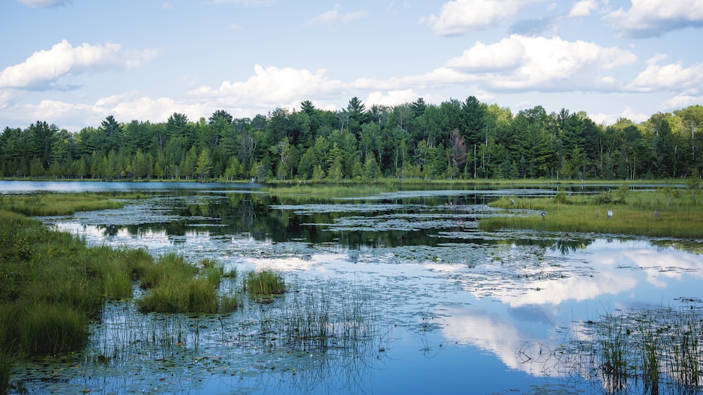 green trees beside body of water under blue sky during daytime