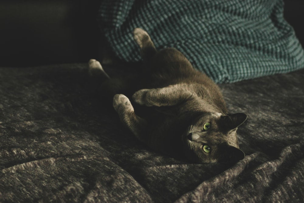 black cat lying on brown textile