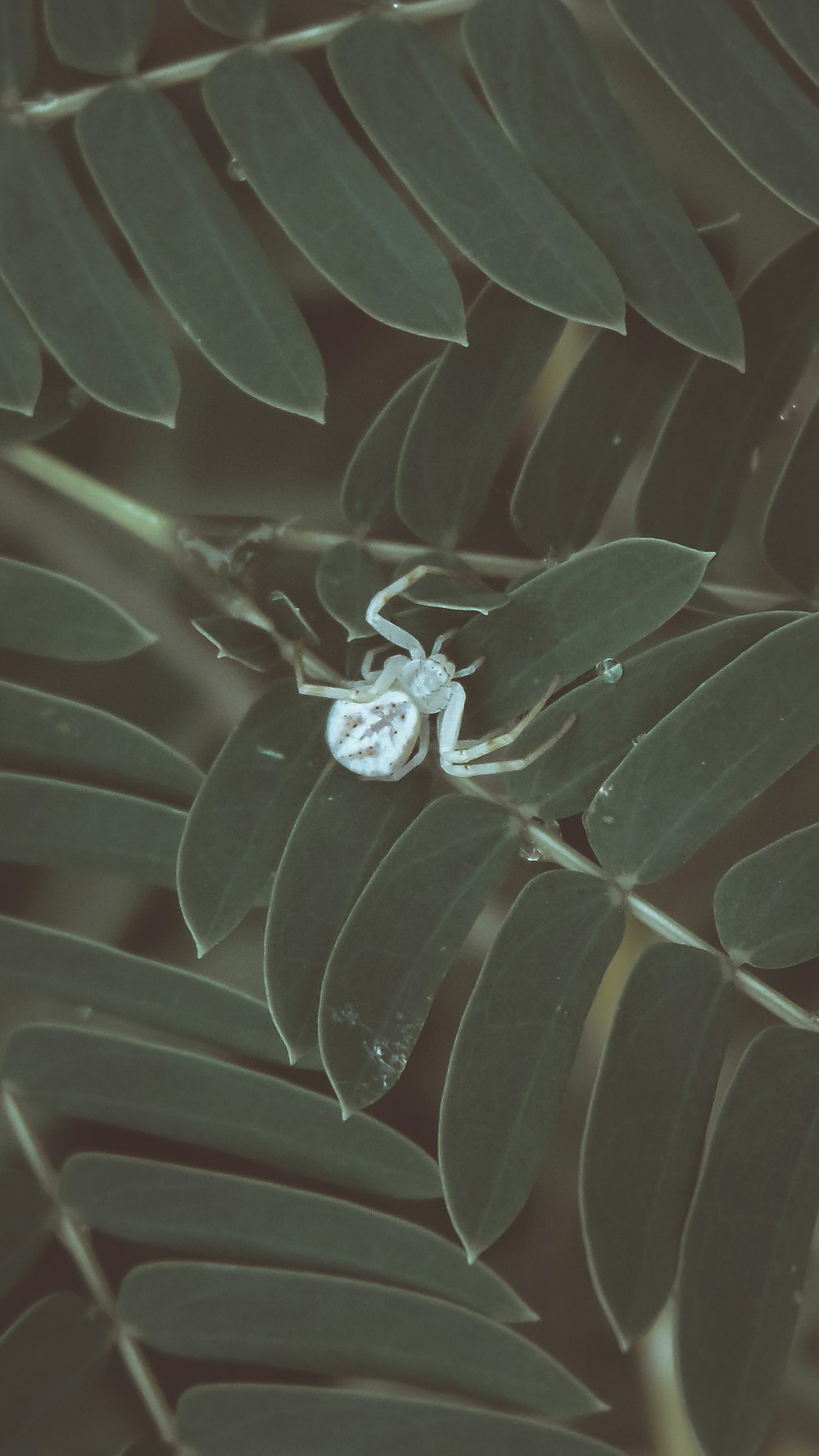 brown spider on white and green leaf