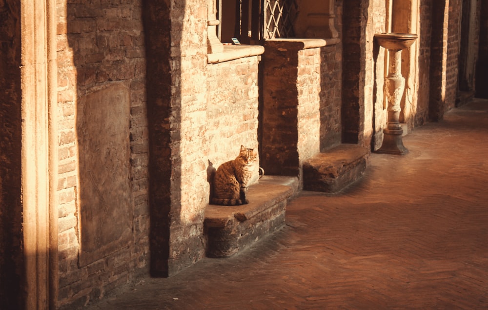 brown and black cat on brown concrete building