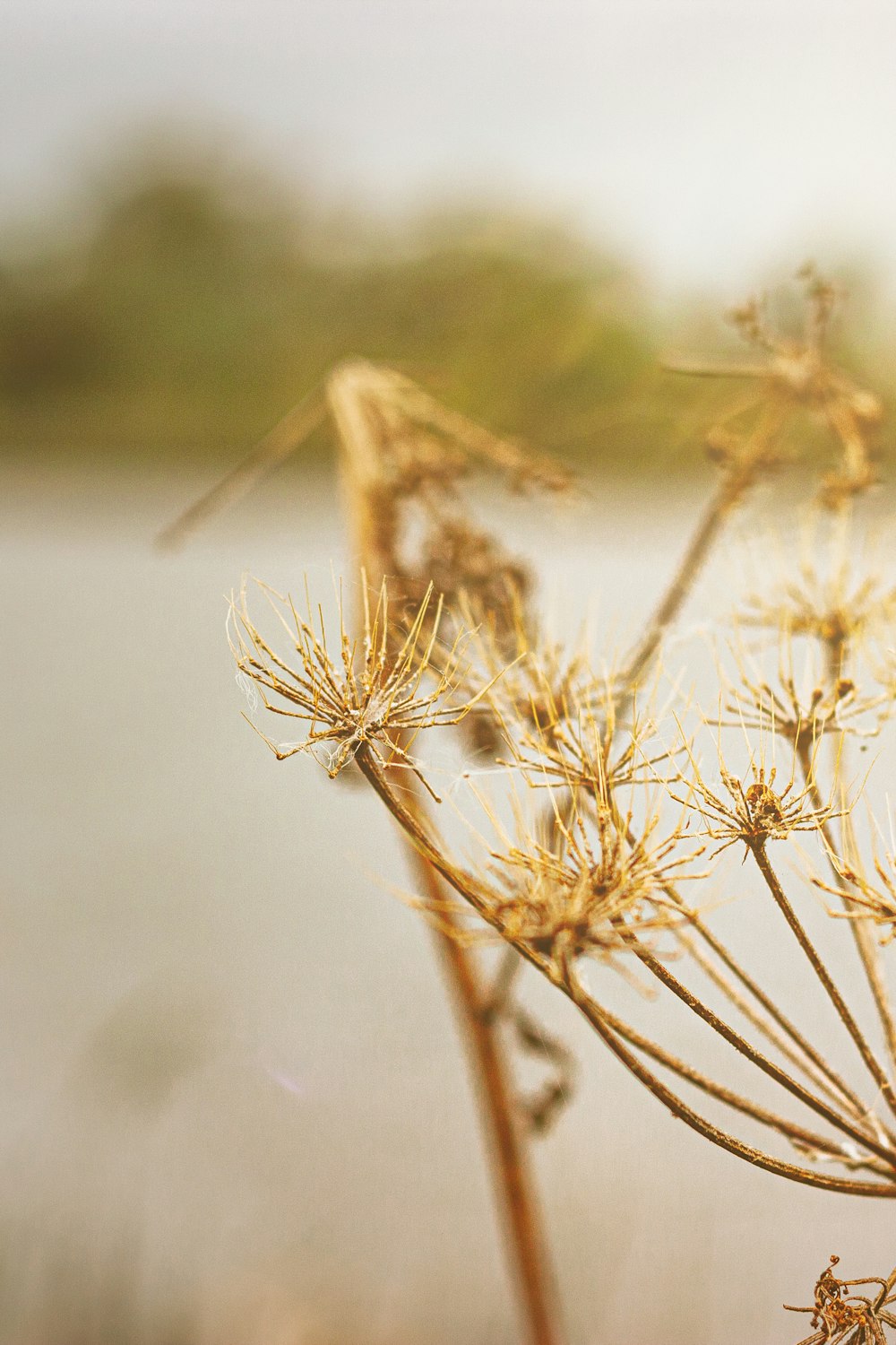 brown wheat in close up photography