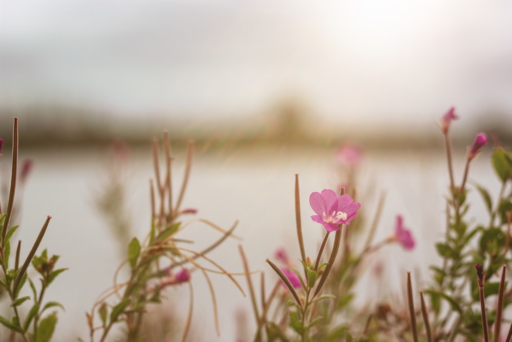 Rosa Blume in Tilt Shift Linse