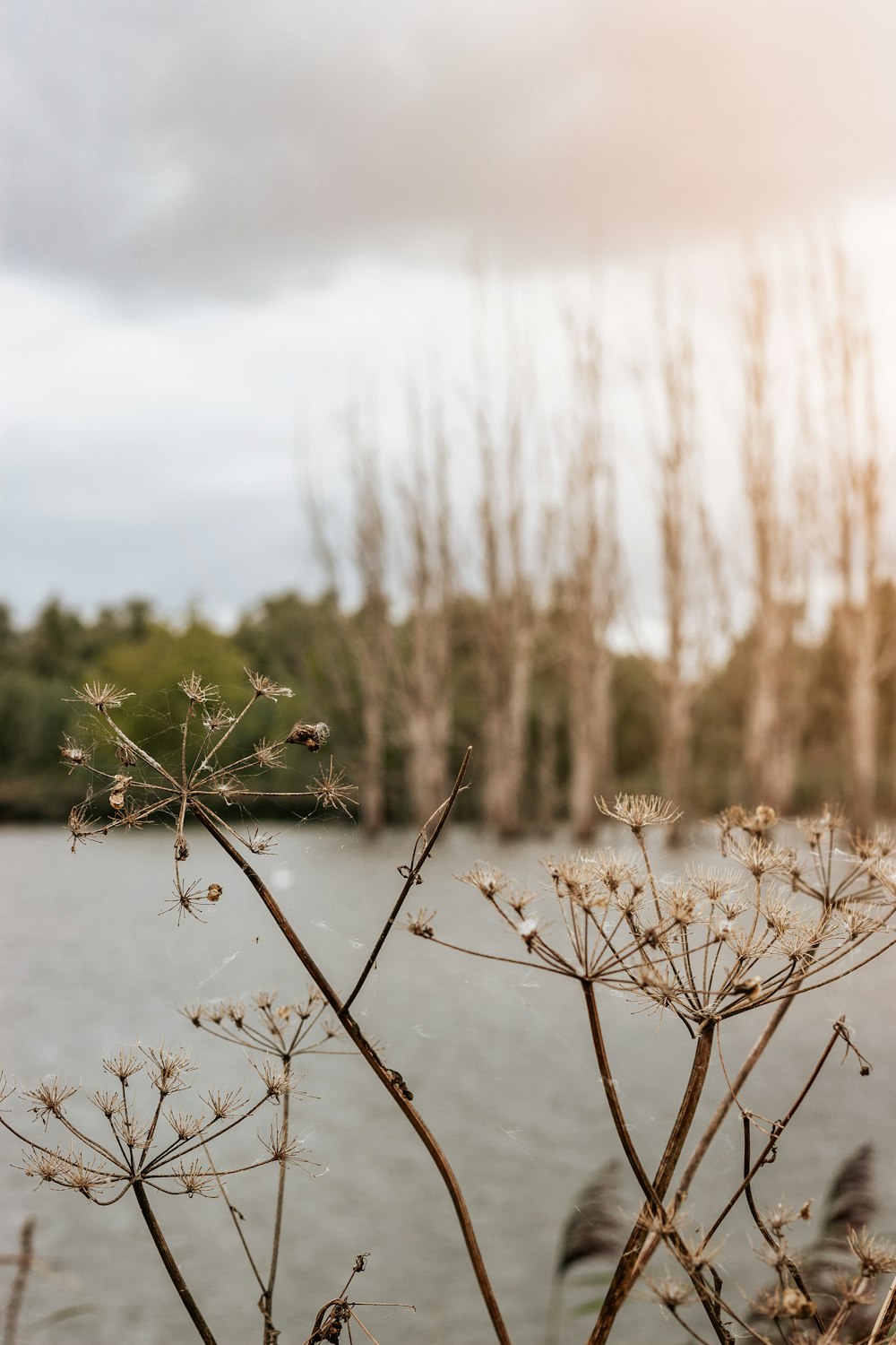 brown dried plant on water during daytime