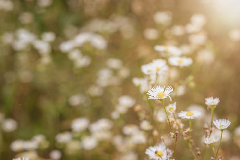 Weißes Gänseblümchen blüht tagsüber