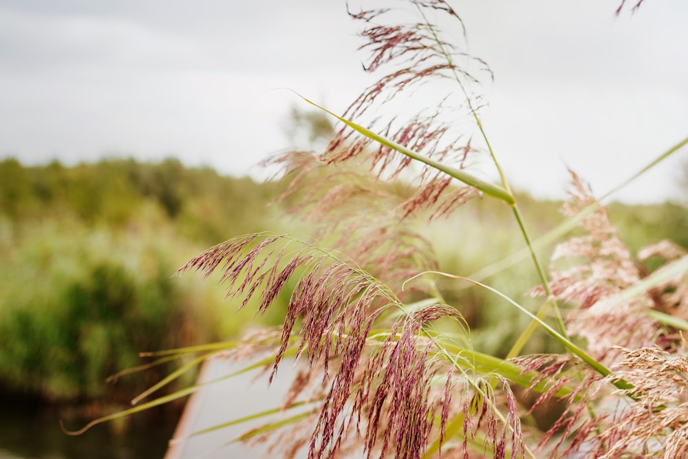 green and brown grass during daytime