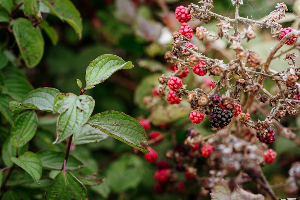 rote und schwarze runde Früchte auf grünen Blättern