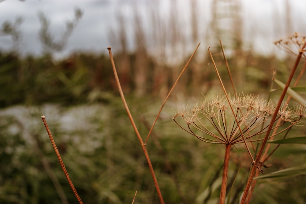 white flower in tilt shift lens