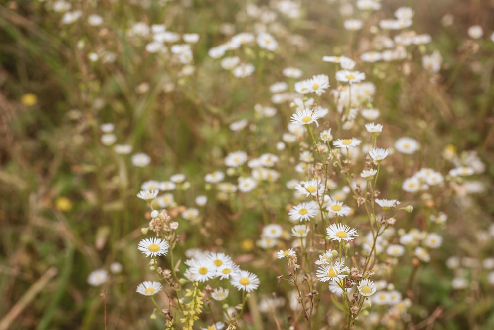 white flowers in tilt shift lens