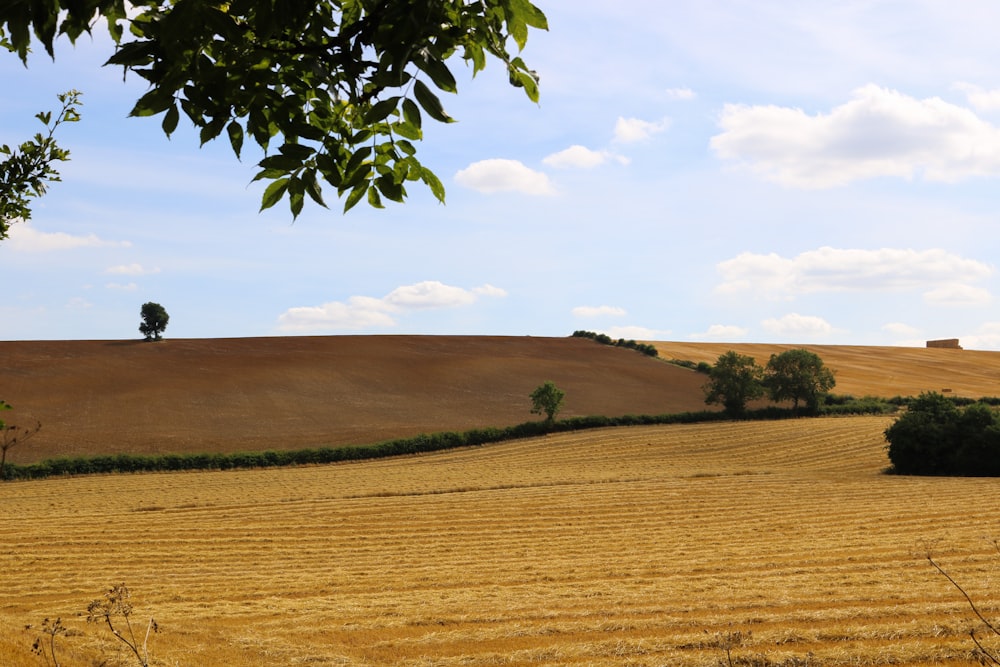 green tree on brown field during daytime