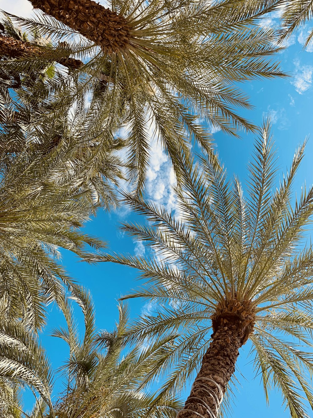 green palm tree under blue sky during daytime