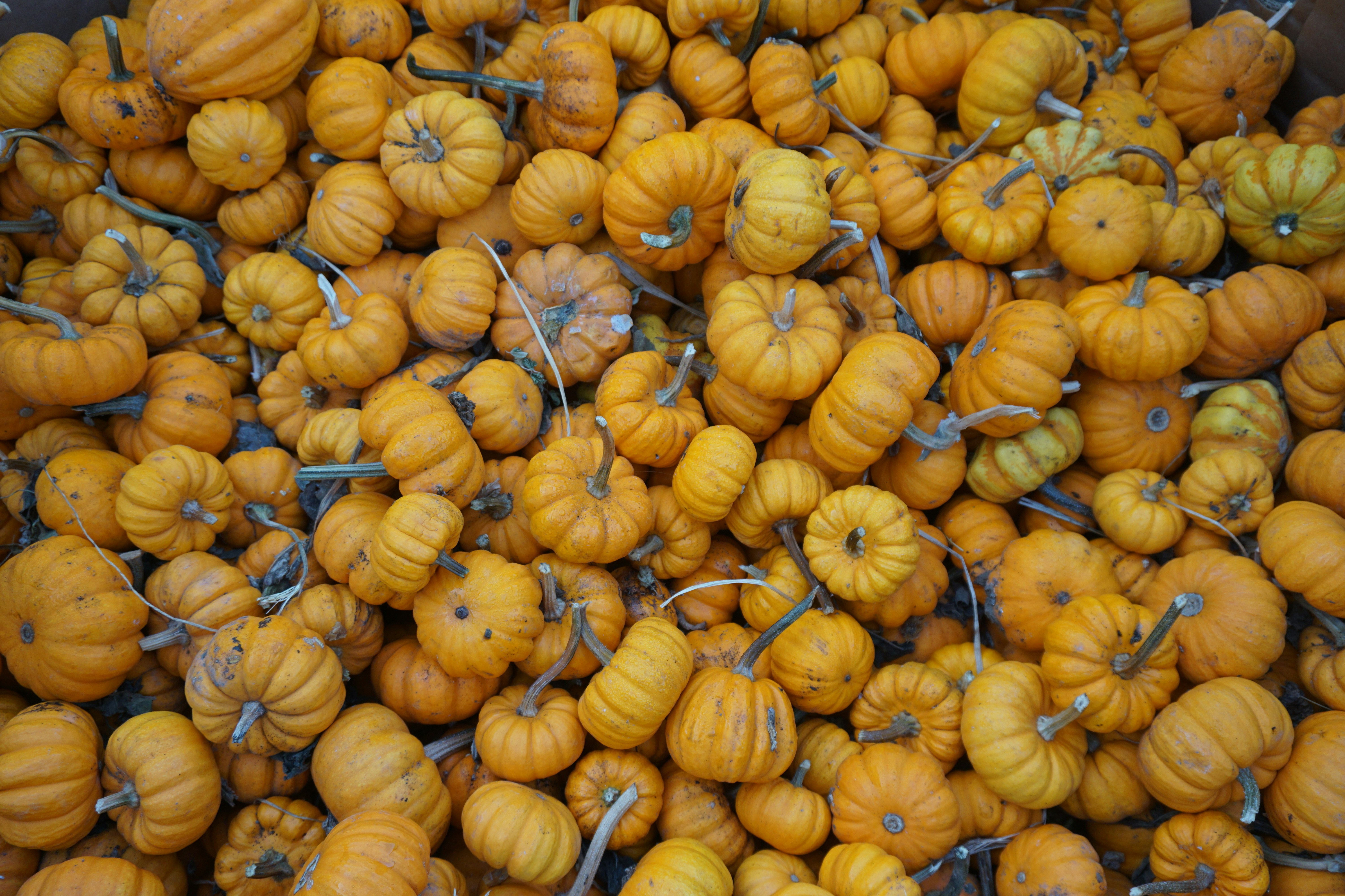 yellow pumpkins on brown wooden surface