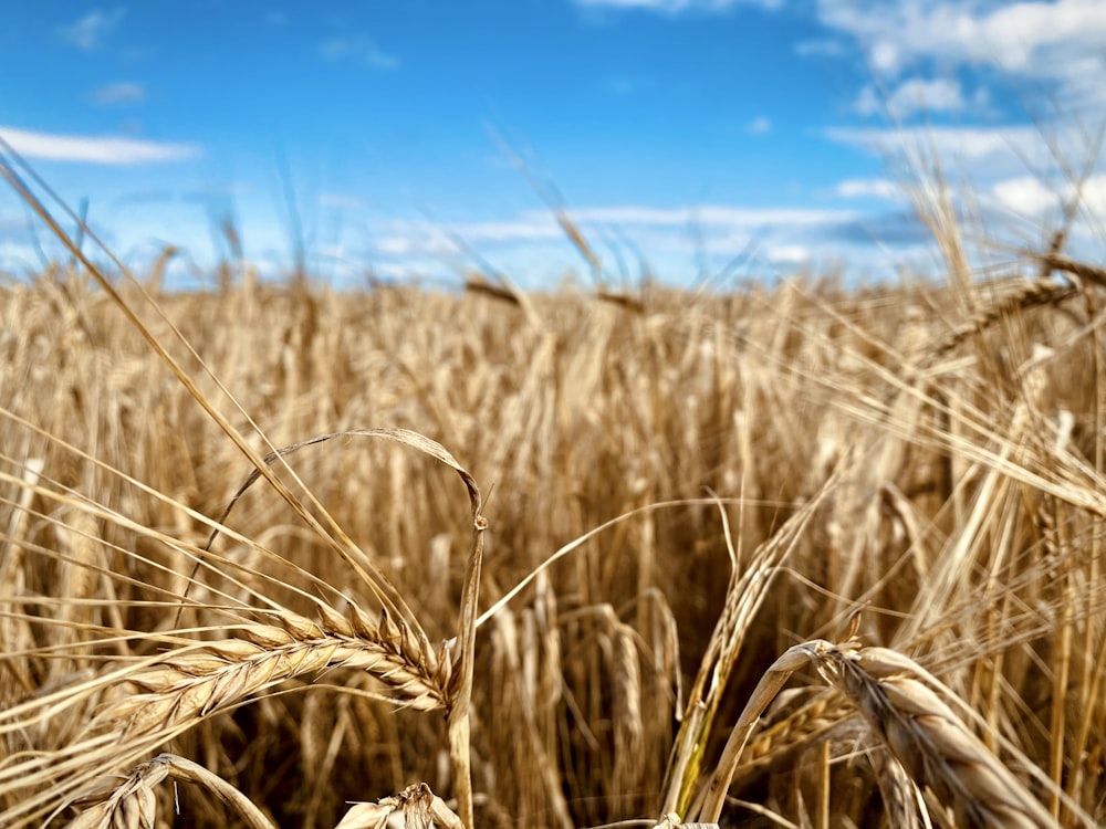 brown wheat field under blue sky during daytime