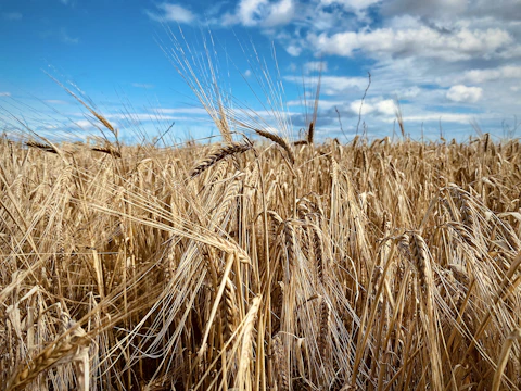 Golden barley fields under a clear blue sky in rural Egypt.