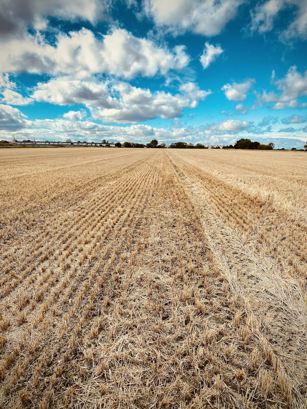 brown field under blue sky during daytime