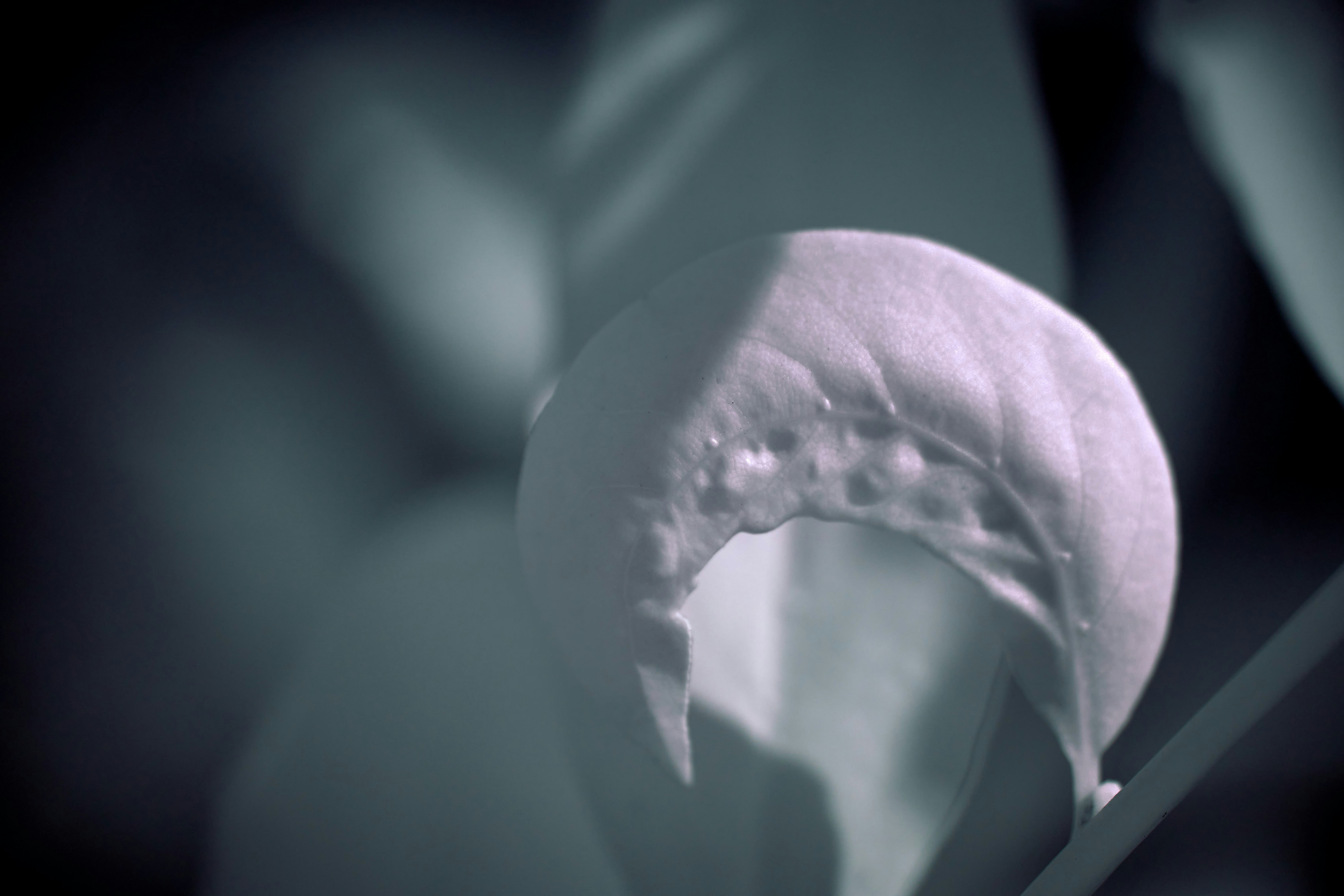 Photo by wolfgang_hasselmann