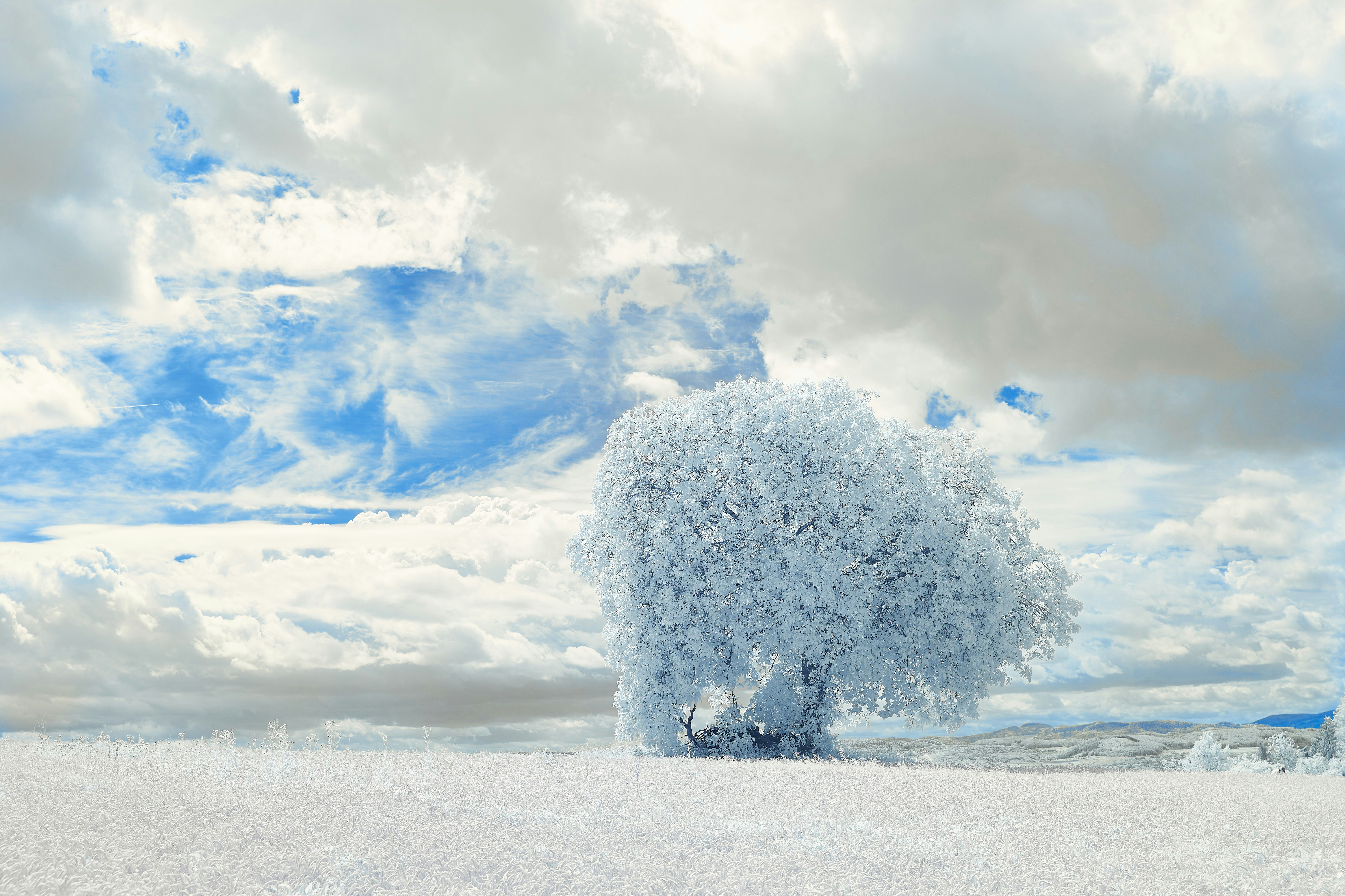 Photo by wolfgang_hasselmann