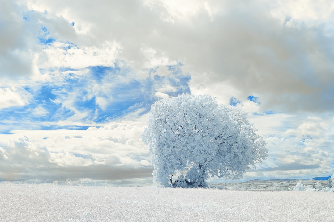 white snow covered tree under white clouds and blue sky during daytime