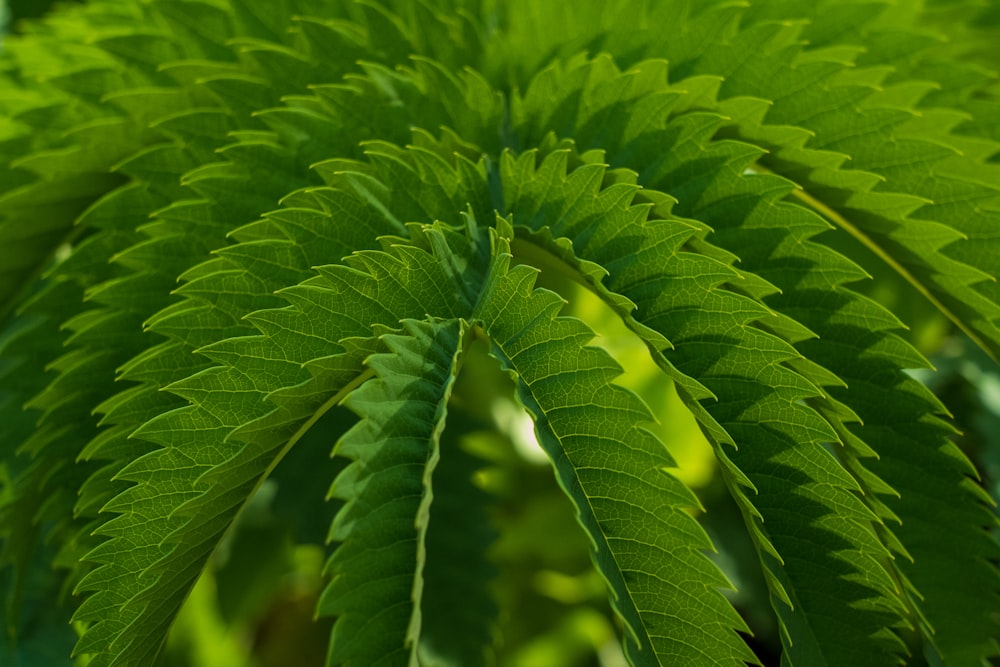 Planta de helecho verde en fotografía de primer plano