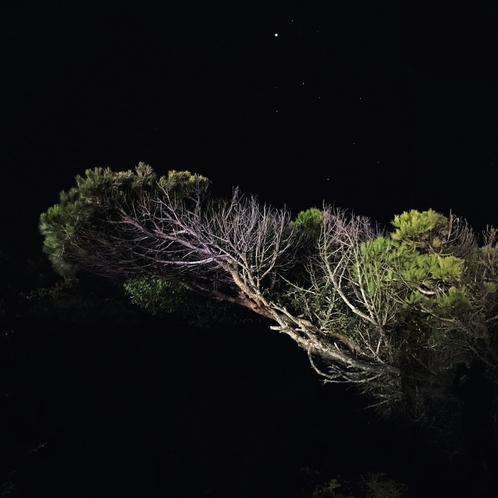 green and brown tree during night time